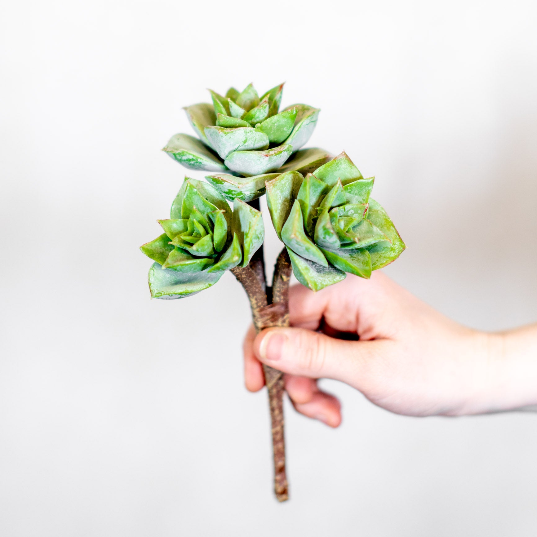 succulent picks Triple Rosette Succulent Pick