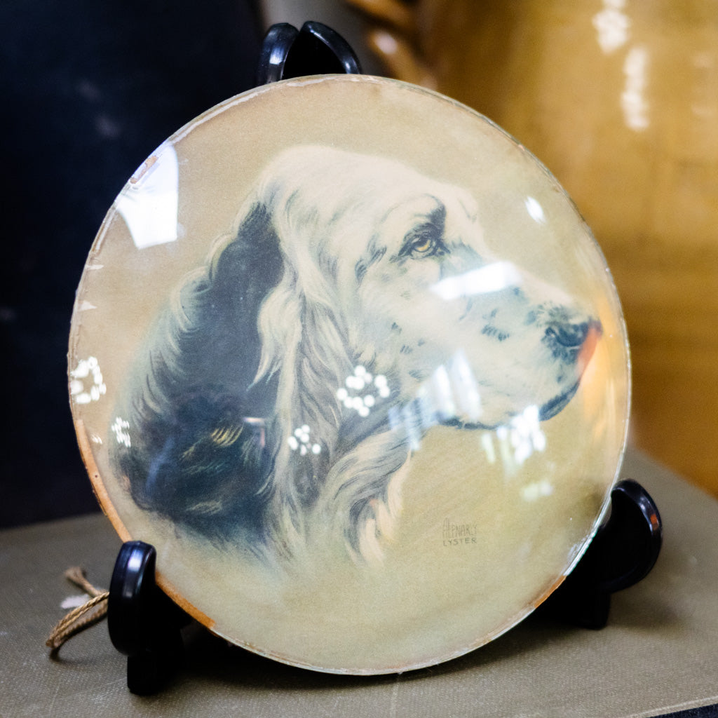 Birddog Convex Glass
