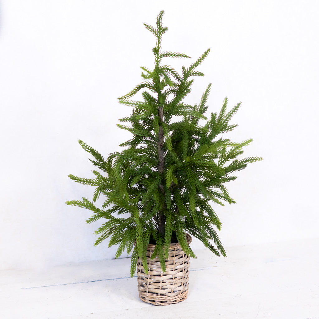 Cypress Tree in Basket