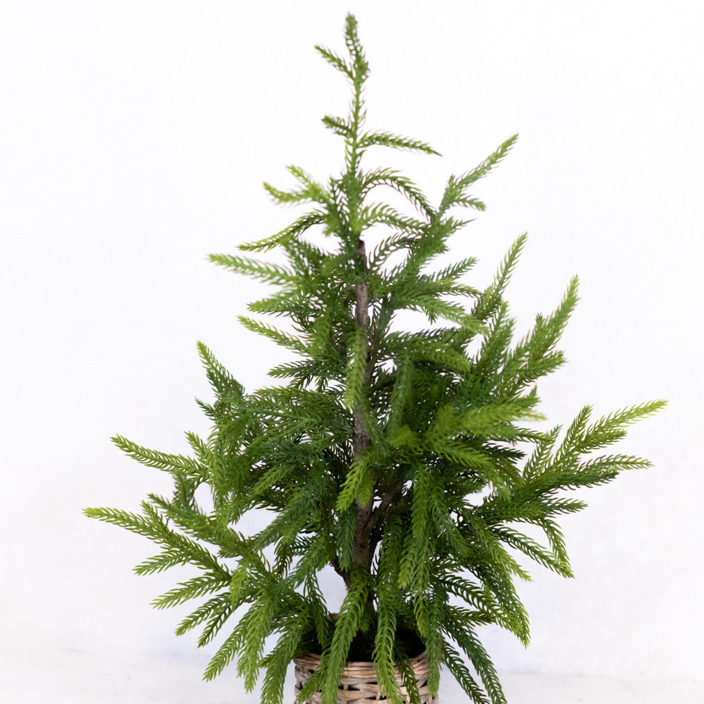 Cypress Tree in Basket