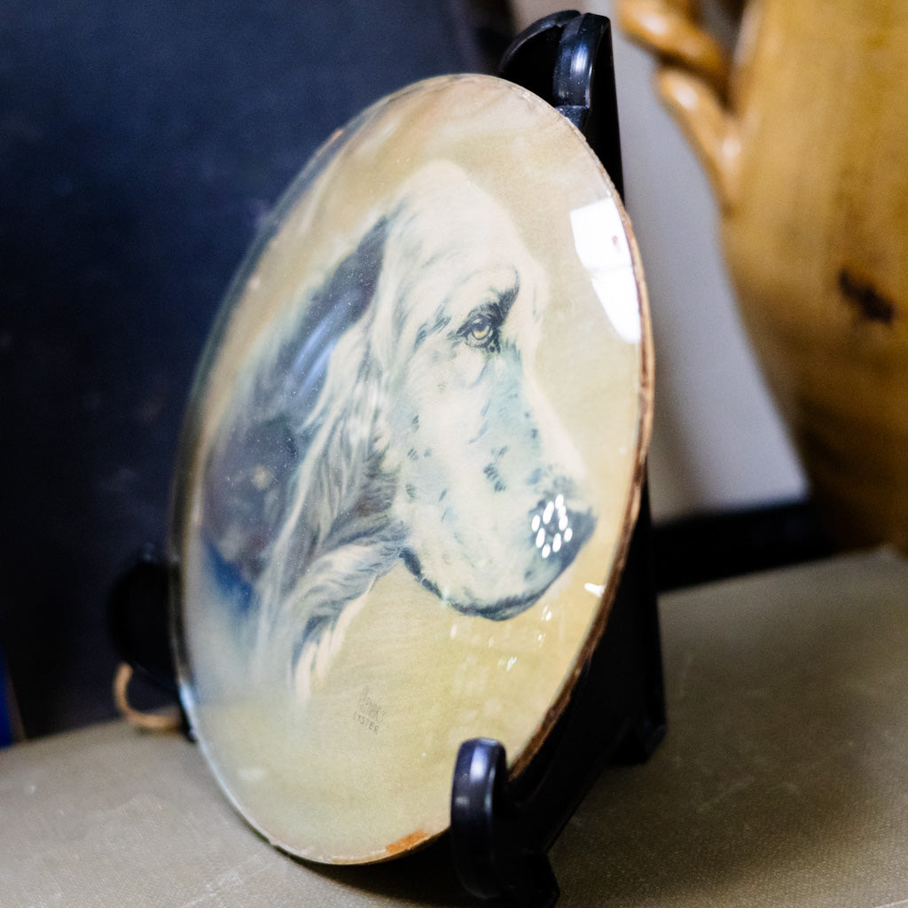 Birddog Convex Glass