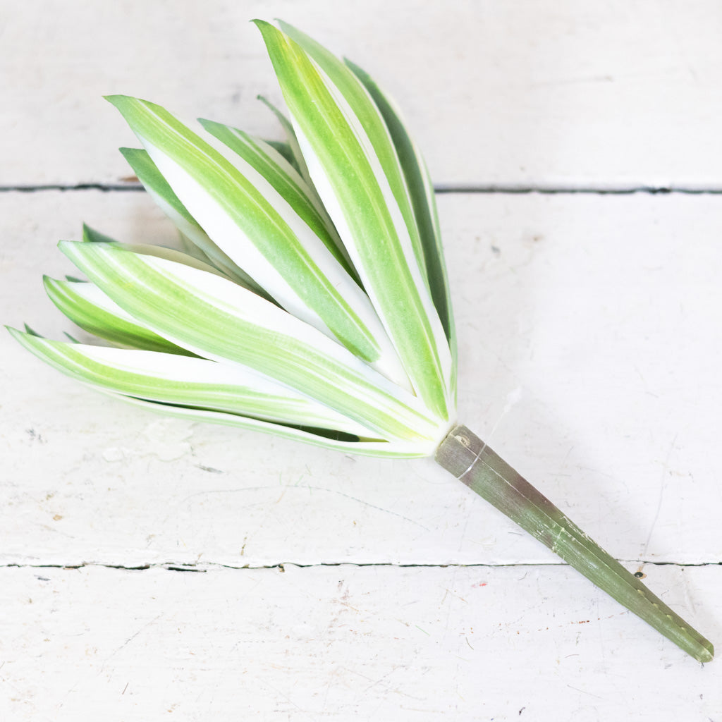 Echeveria Succulent Green/Cream/Pink Stem