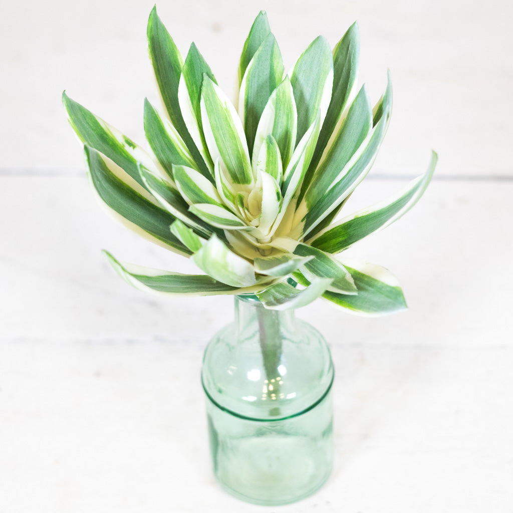 Echeveria Succulent Green/Cream/Pink Stem
