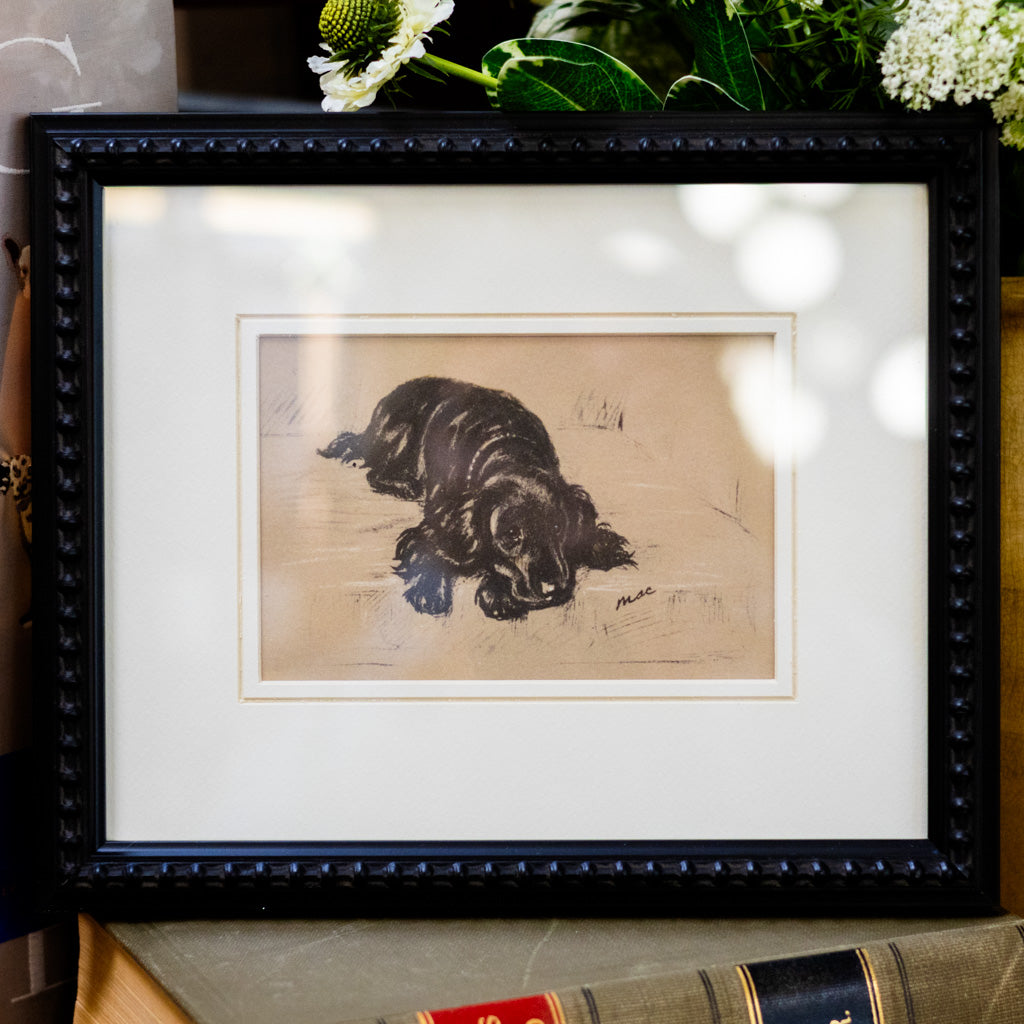 Framed Vintage Black Cocker Spaniel Sketch