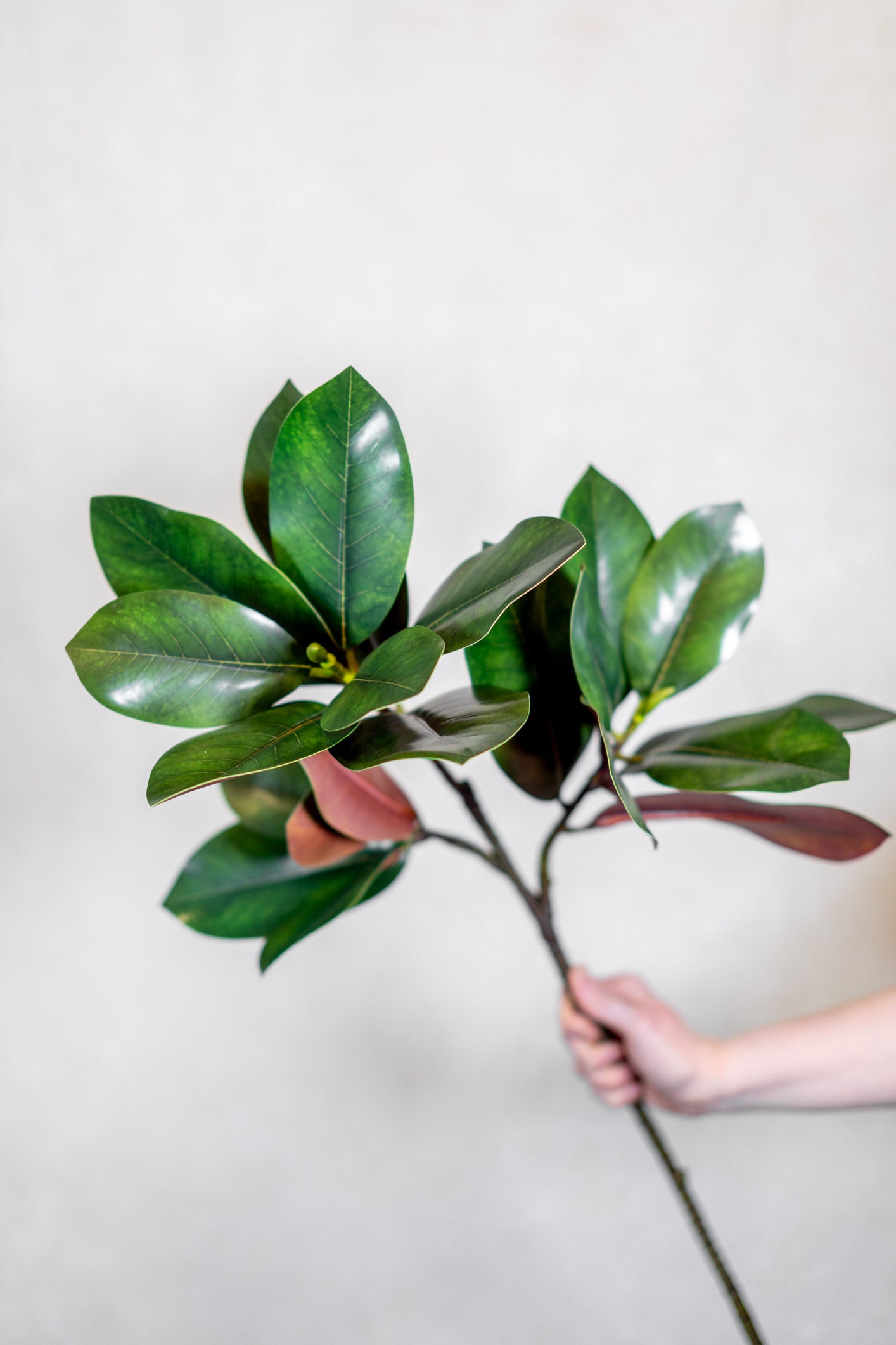 Magnolia Branch Stem
