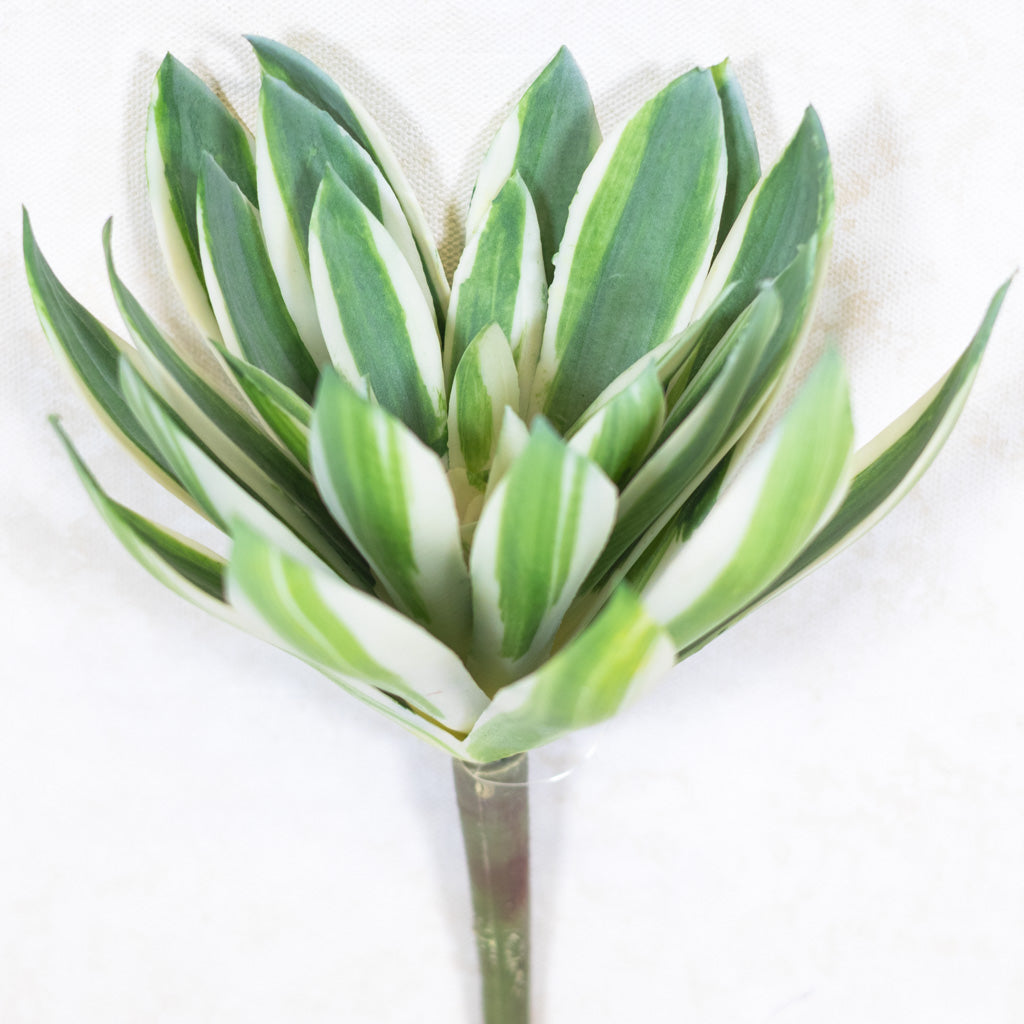 Echeveria Succulent Green/Cream/Pink Stem
