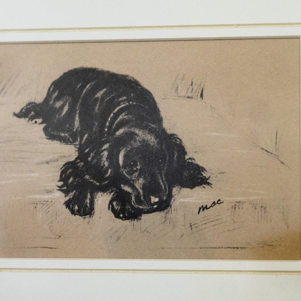 Framed Vintage Black Cocker Spaniel Sketch