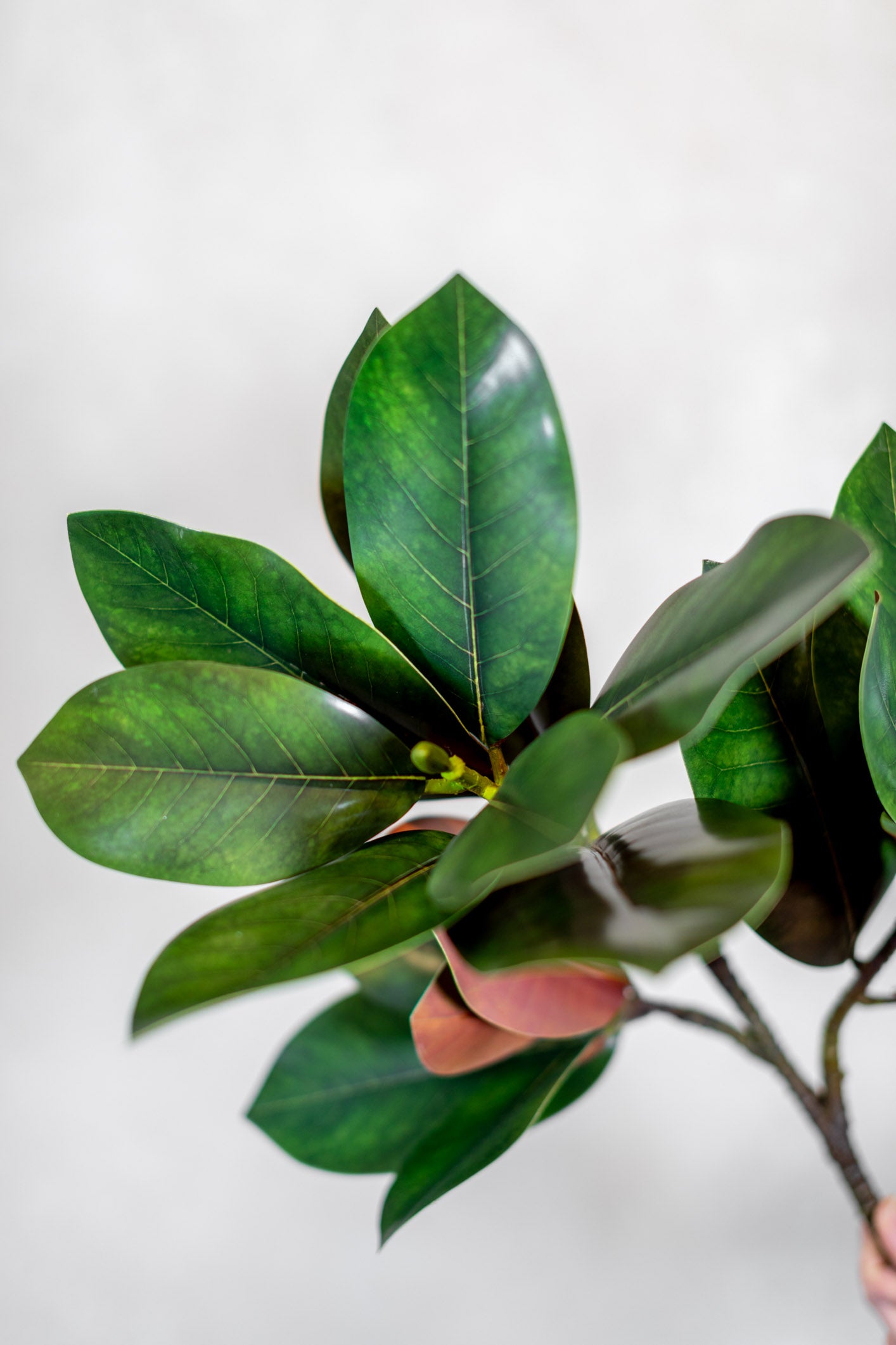 Magnolia Branch Stem