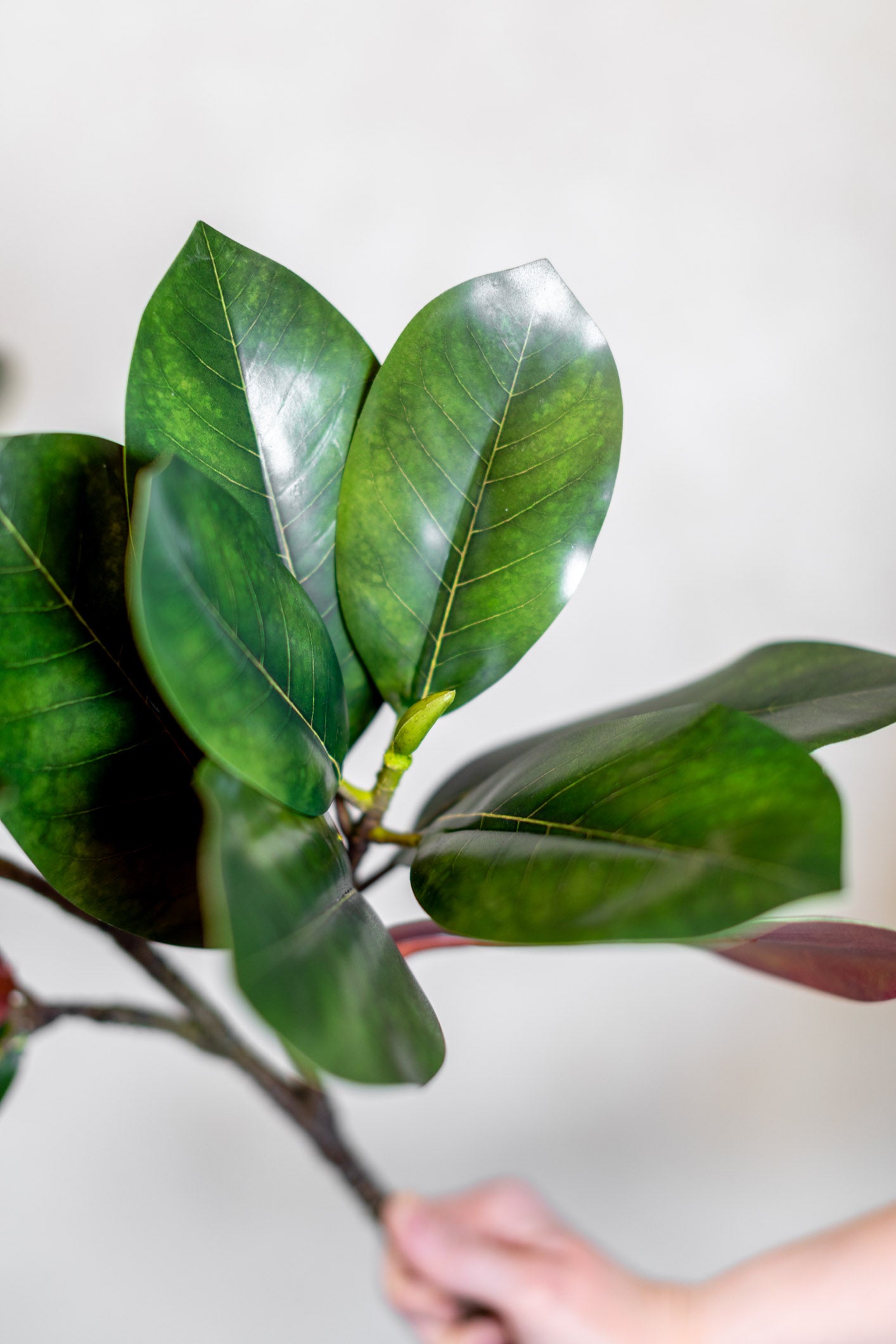 Magnolia Branch Stem