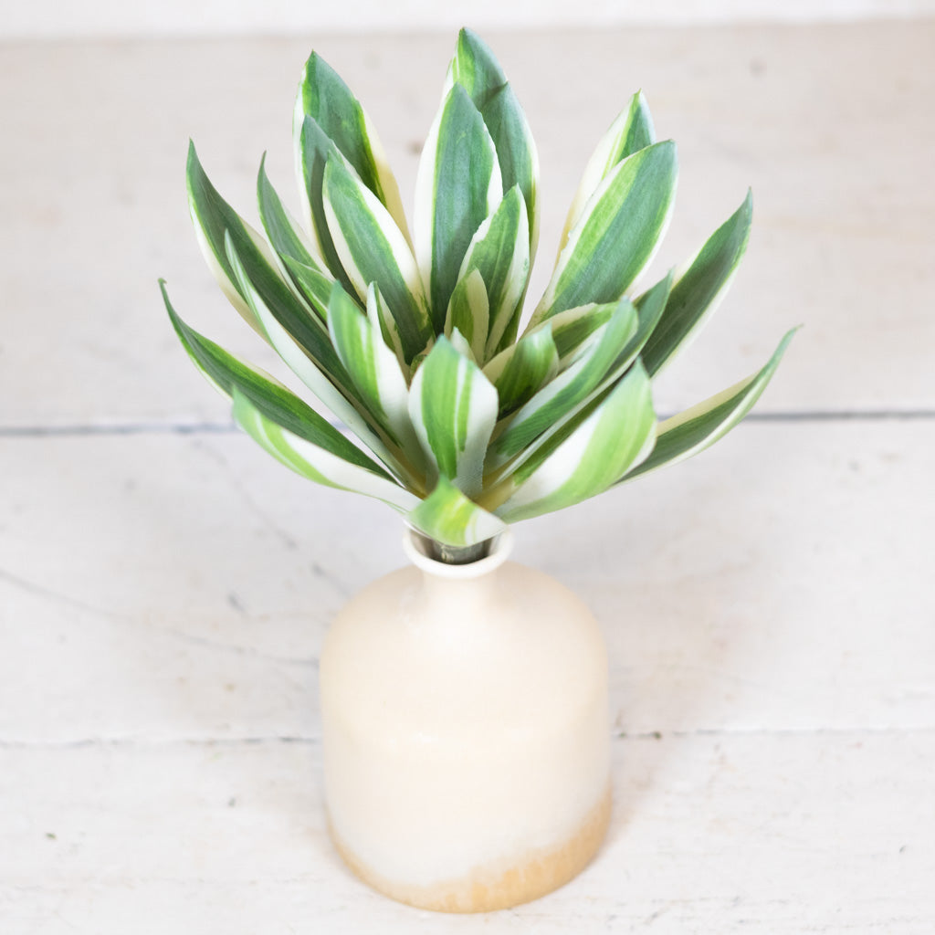 Echeveria Succulent Green/Cream/Pink Stem