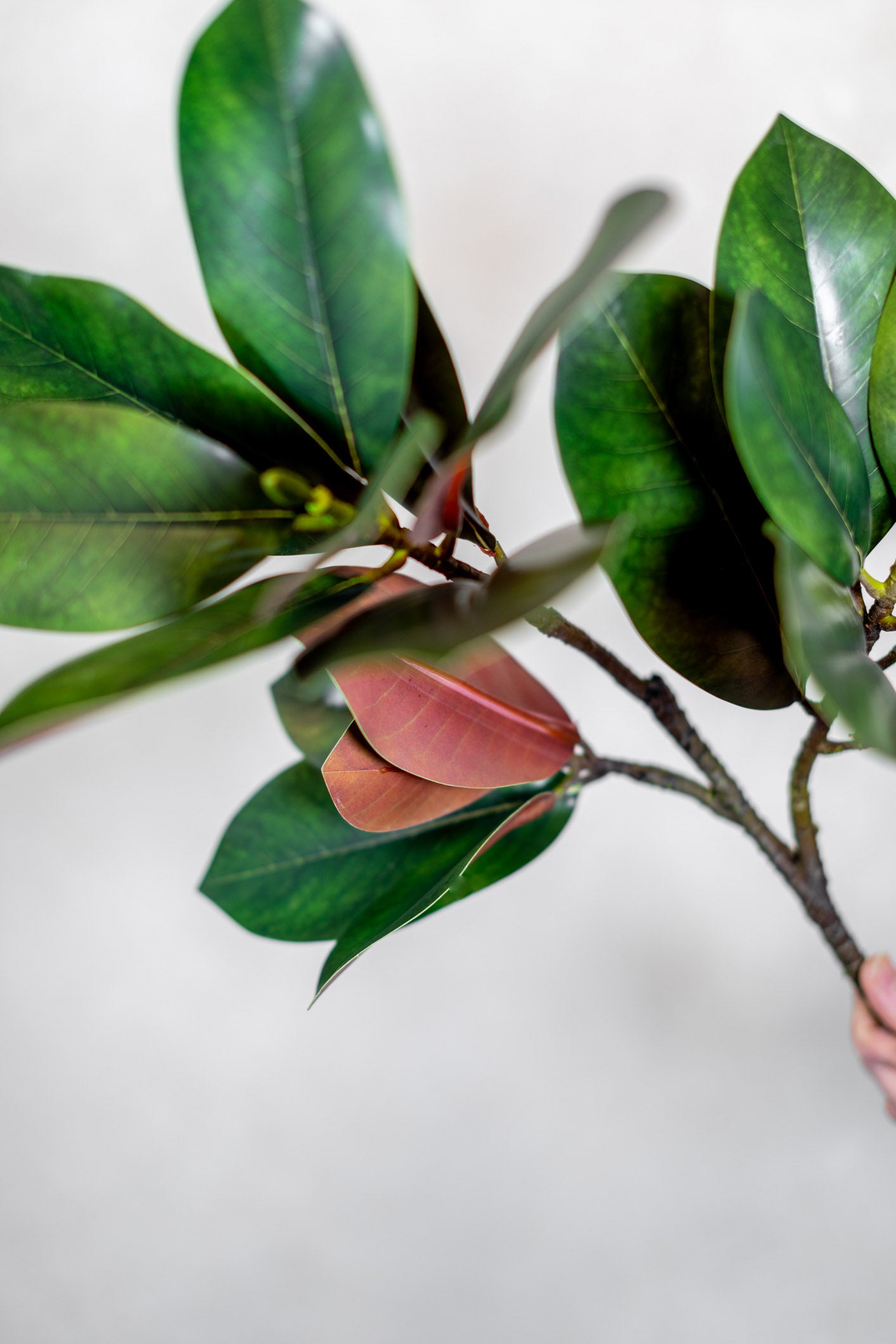 Magnolia Branch Stem