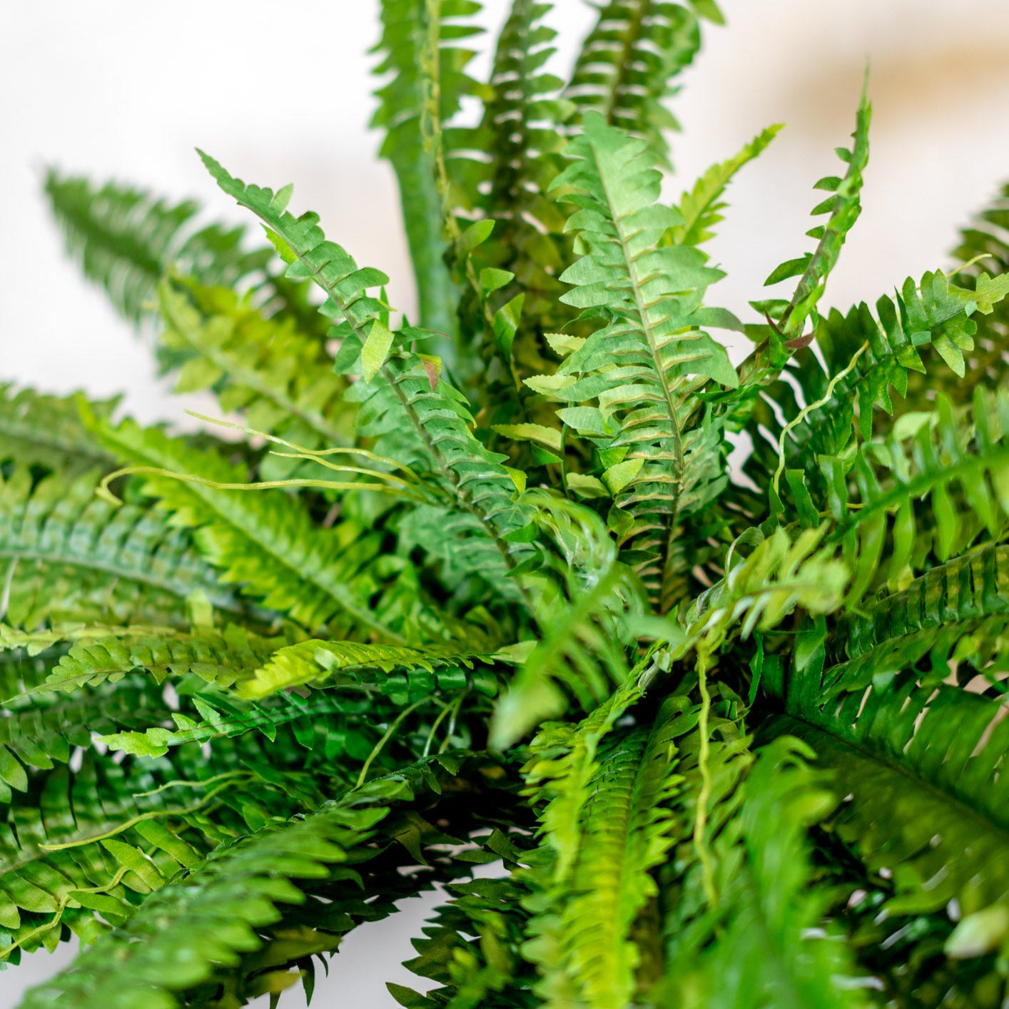 Estate Boston Fern UV Resistant Bush Large