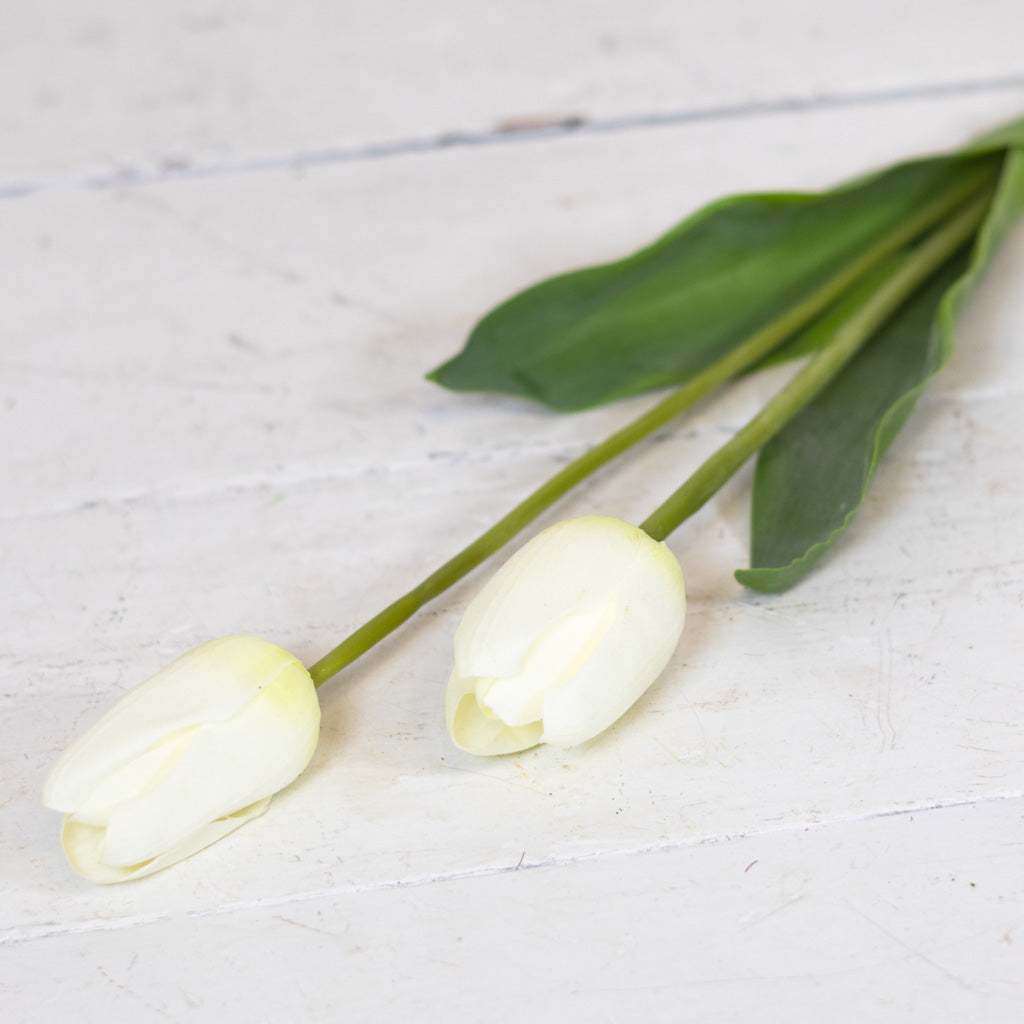 White Darwin Tulip Blooms Natural Touch