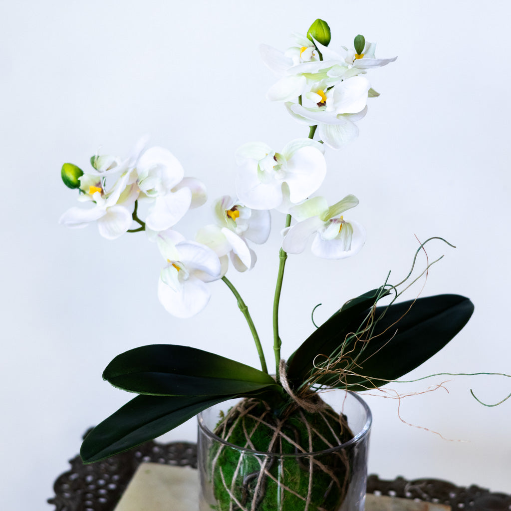 White Orchid with Moss Ball Real Touch 15"H
