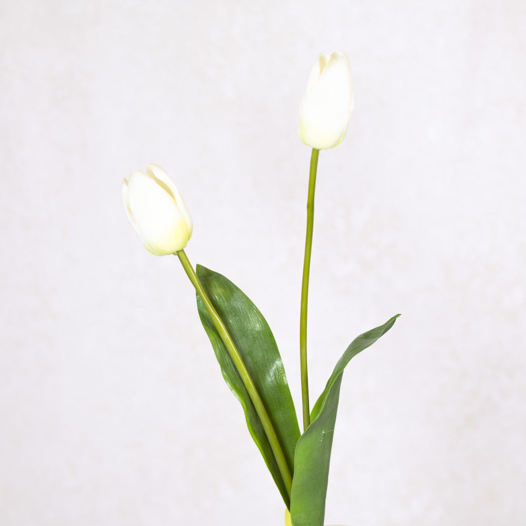 White Darwin Tulip Blooms Natural Touch