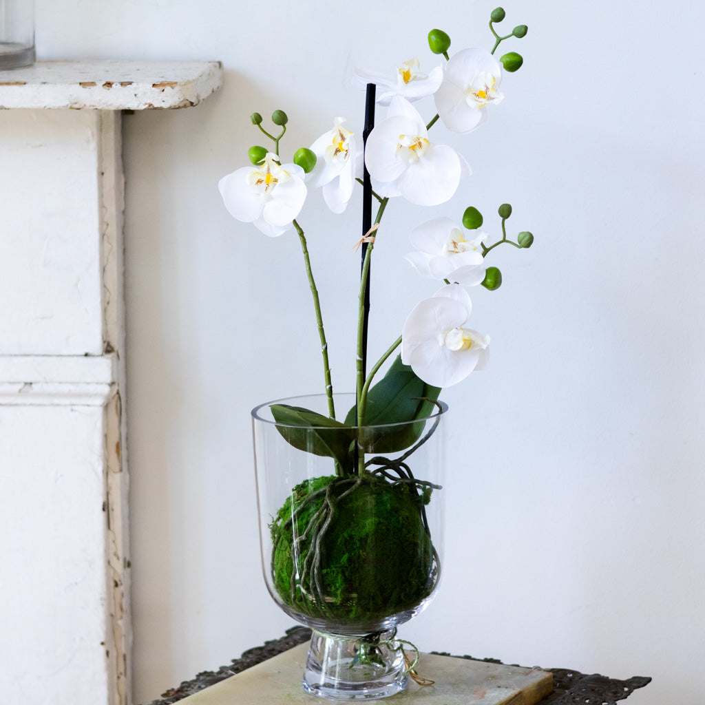 White Orchid with Moss Ball Real Touch 23.75"H