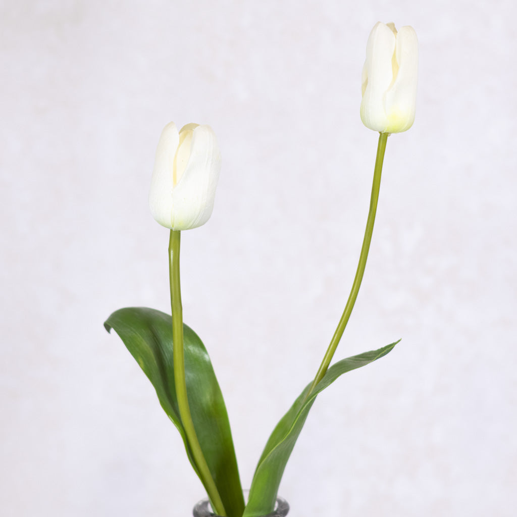White Darwin Tulip Blooms Natural Touch