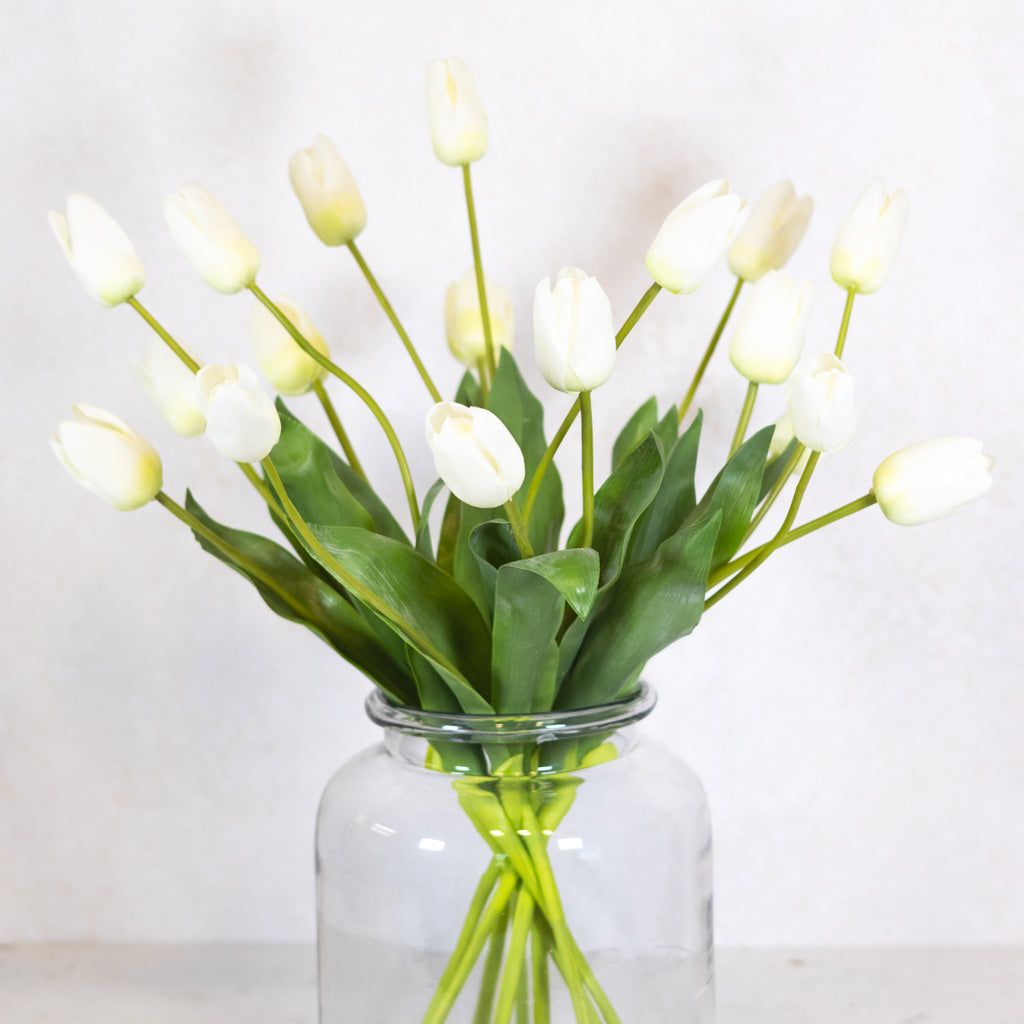 White Darwin Tulip Blooms Natural Touch