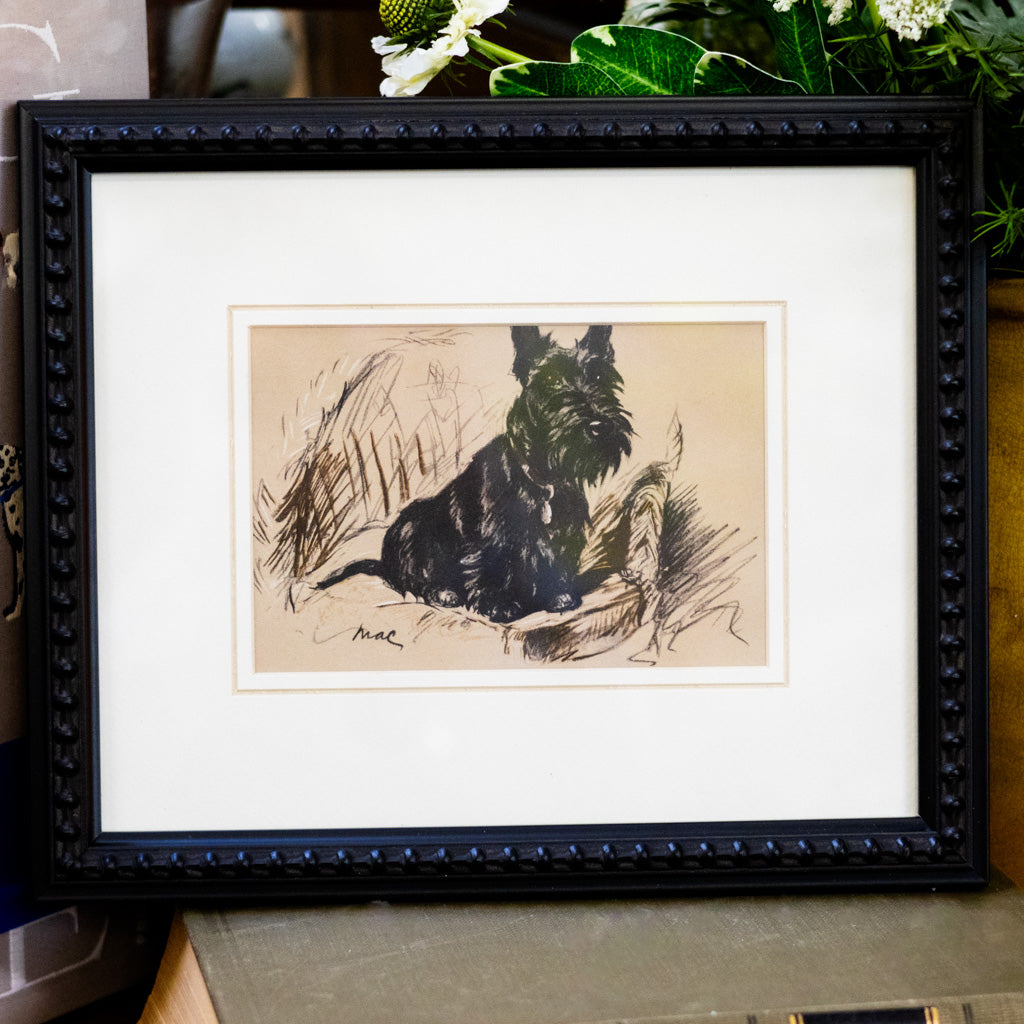 Framed Vintage Black Scottish Terrier Sketch
