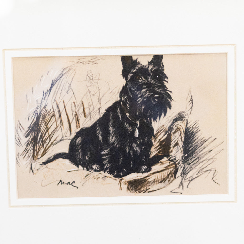 Framed Vintage Black Scottish Terrier Sketch