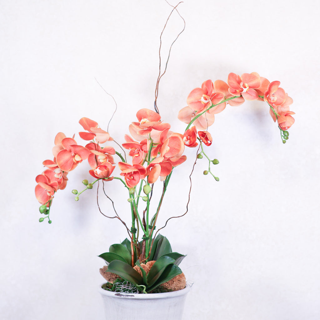 Triple Coral Phalaenopsis Orchid Drop In