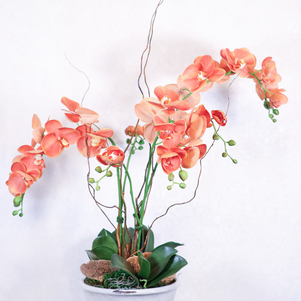 Triple Coral Phalaenopsis Orchid Drop In
