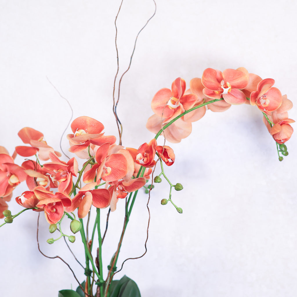 Triple Coral Phalaenopsis Orchid Drop In