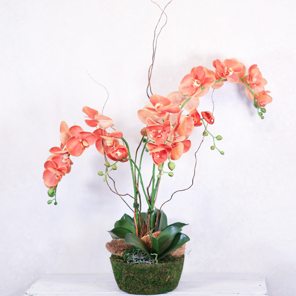 Triple Coral Phalaenopsis Orchid Drop In