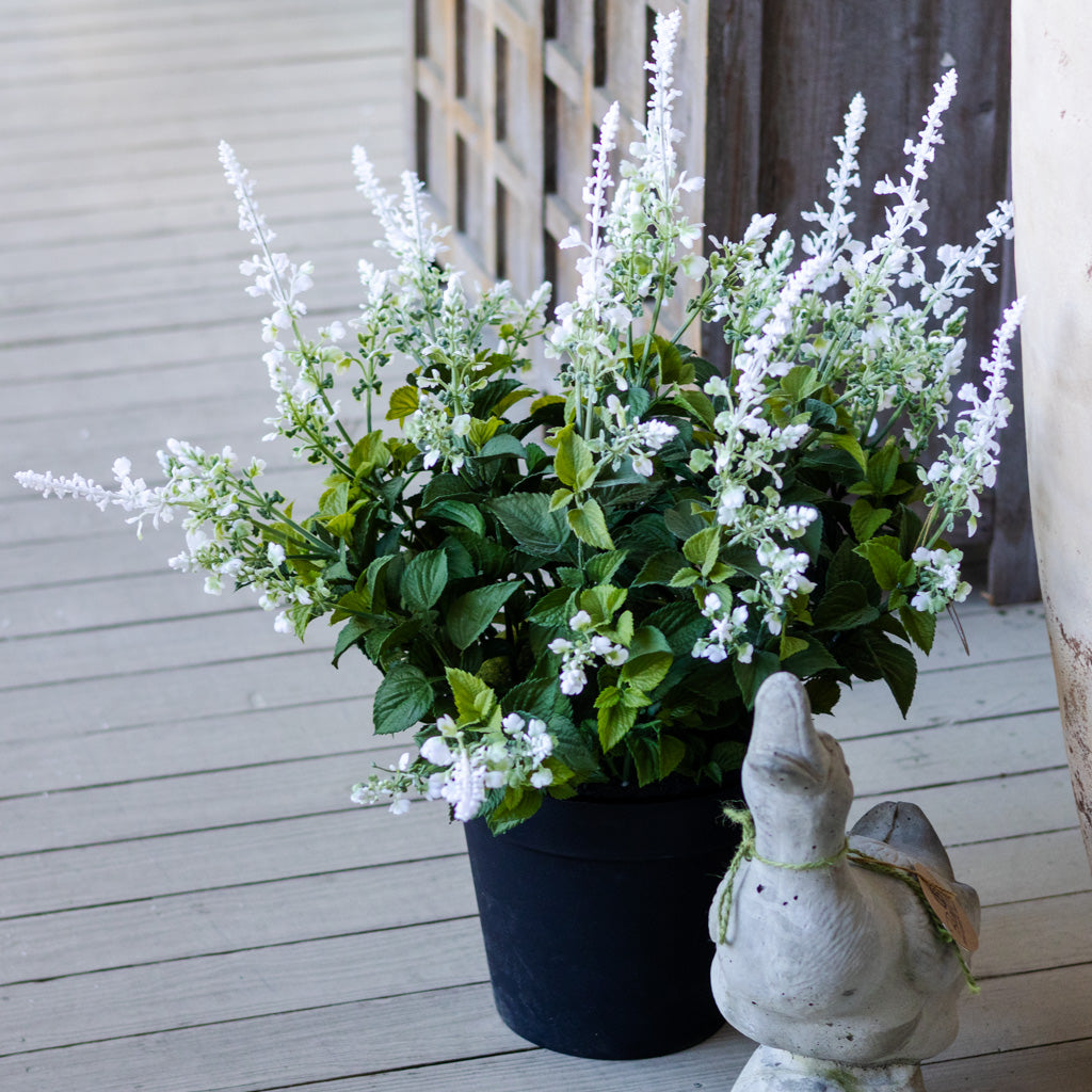 Potted White Lavender