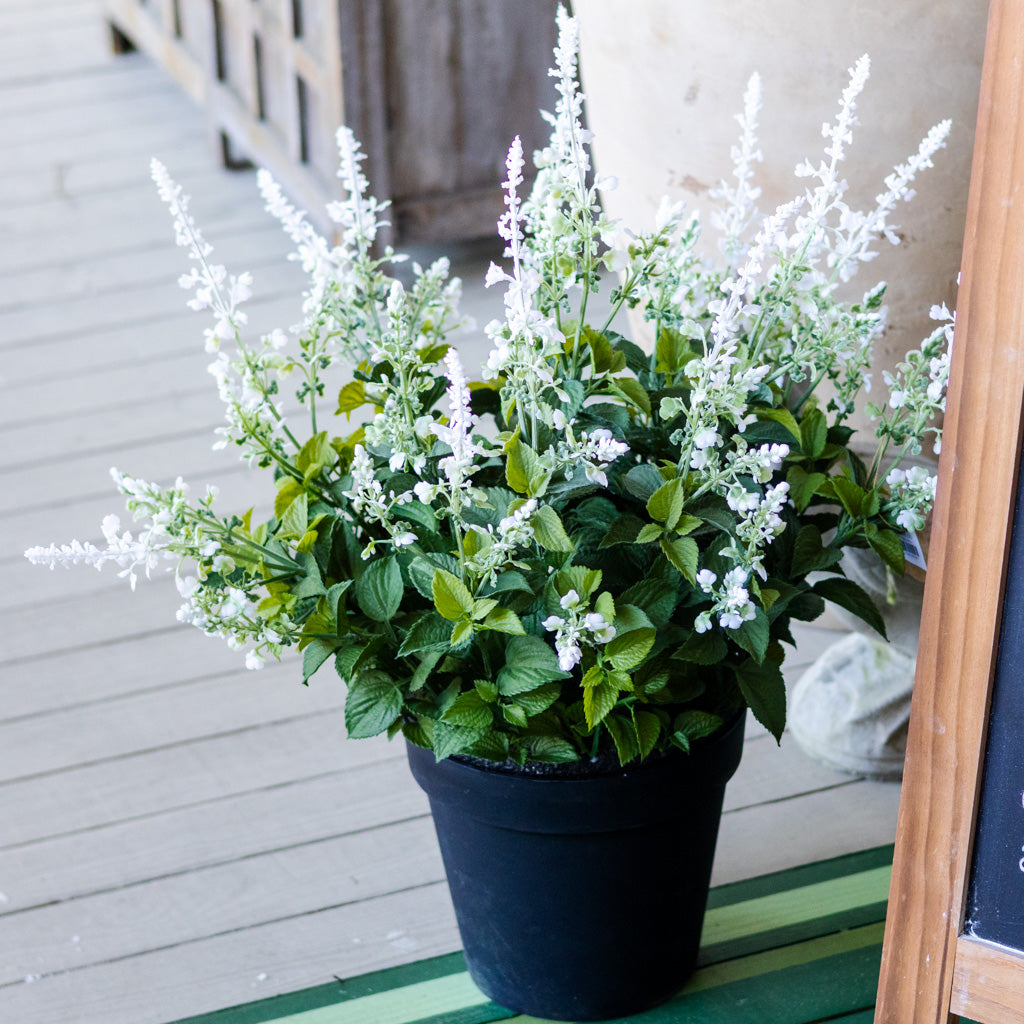 Potted White Lavender