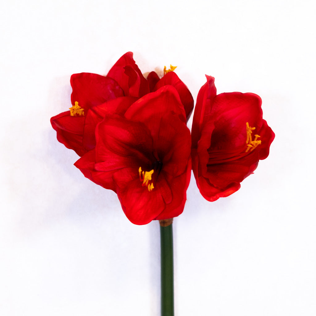 Red Amaryllis with Three Blooms and Bud
