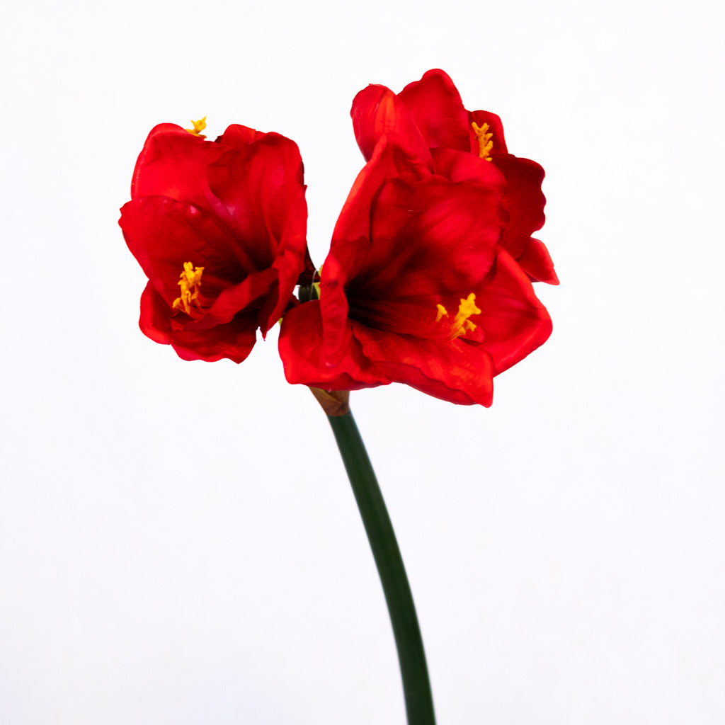 Red Amaryllis with Three Blooms and Bud