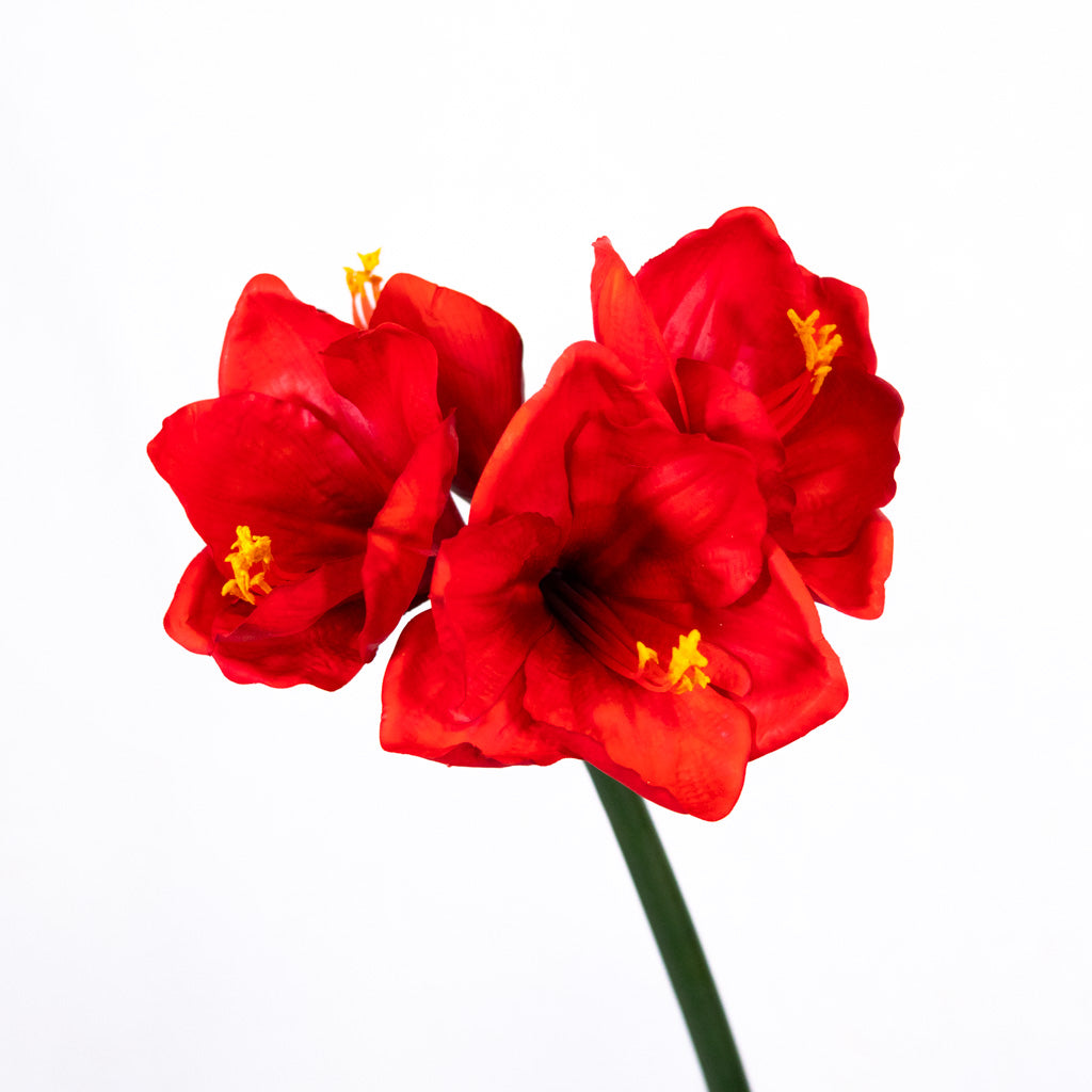 Red Amaryllis with Three Blooms and Bud