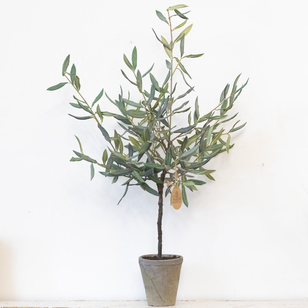 Olive Tree in Gray Pot