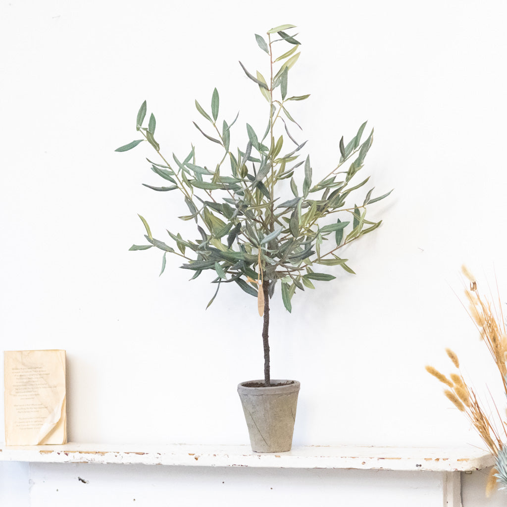 Olive Tree in Gray Pot