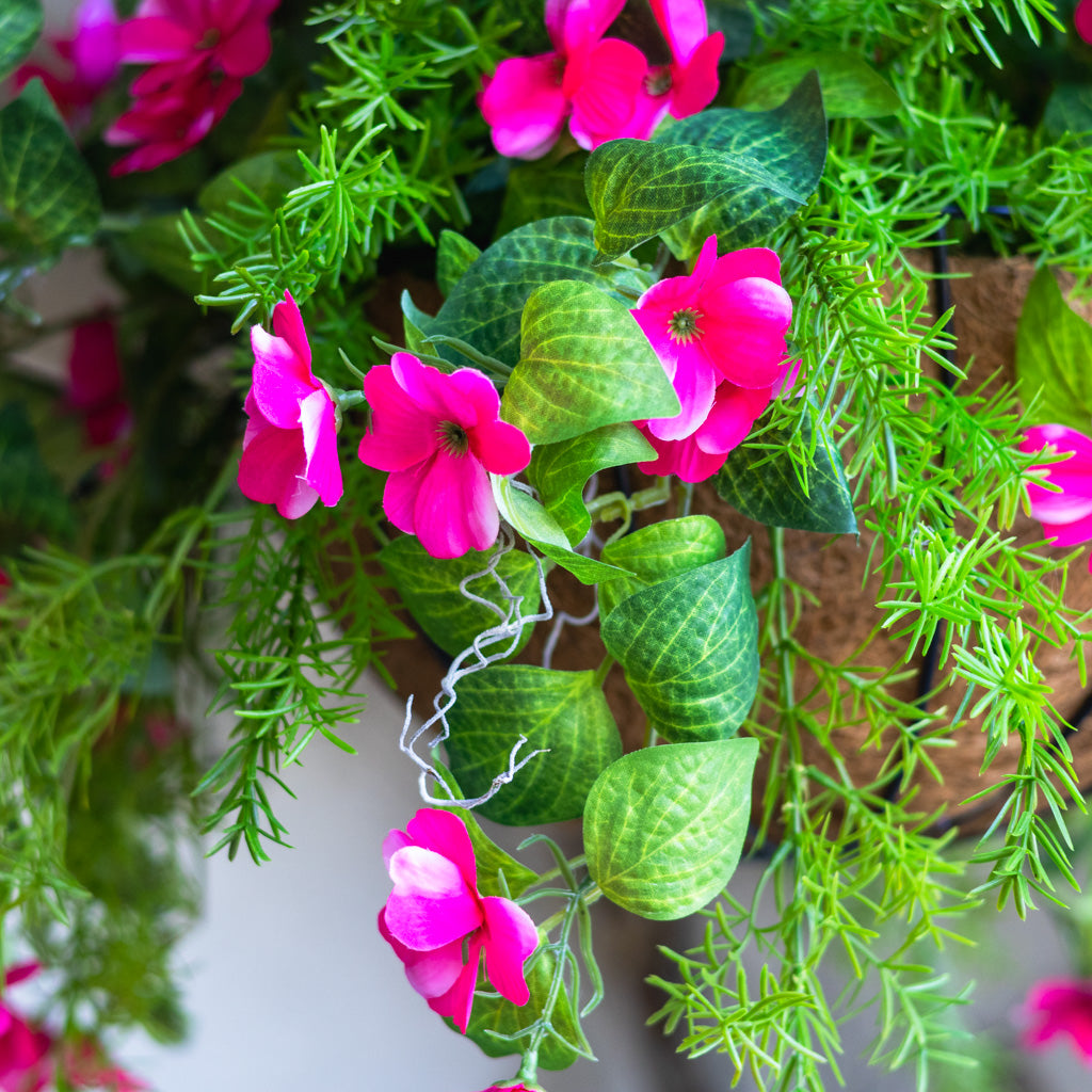 UV Pink Impatiens and Asparagus Hanging Basket