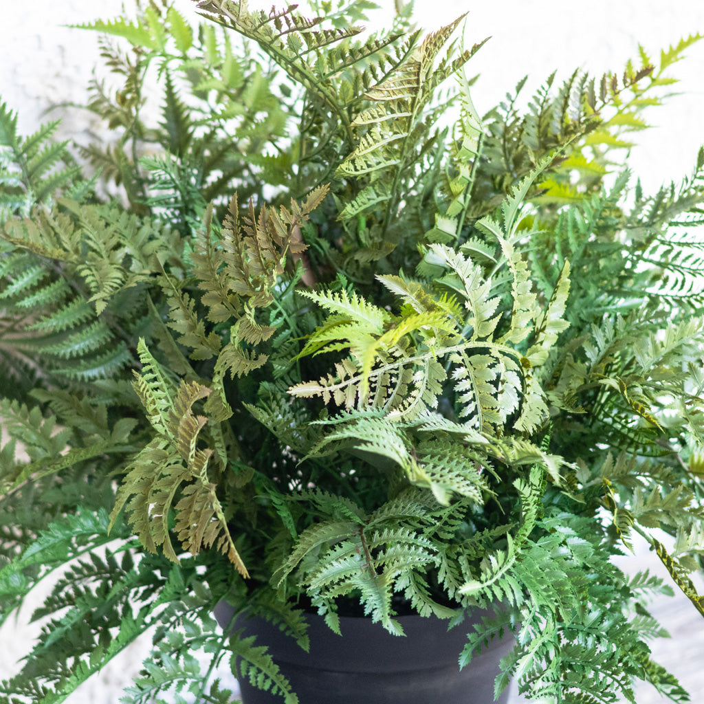 Potted Forest Fern