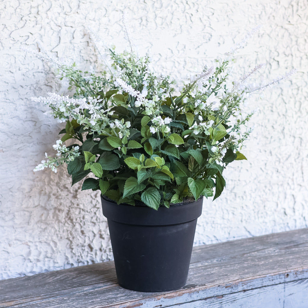 Potted White Lavender