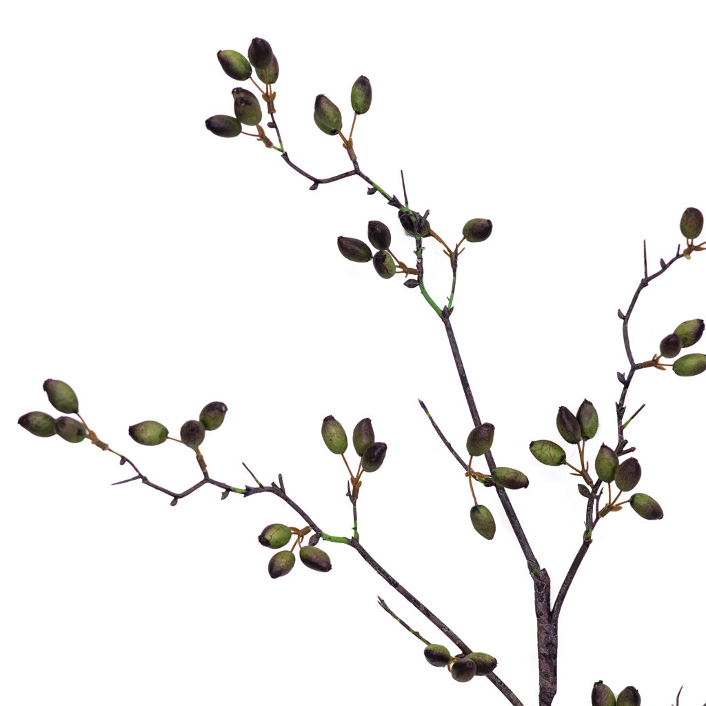 Barberry Stem