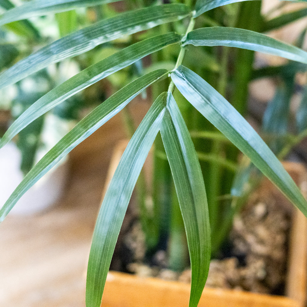 82.5" Kentia Palm Tree in Pot