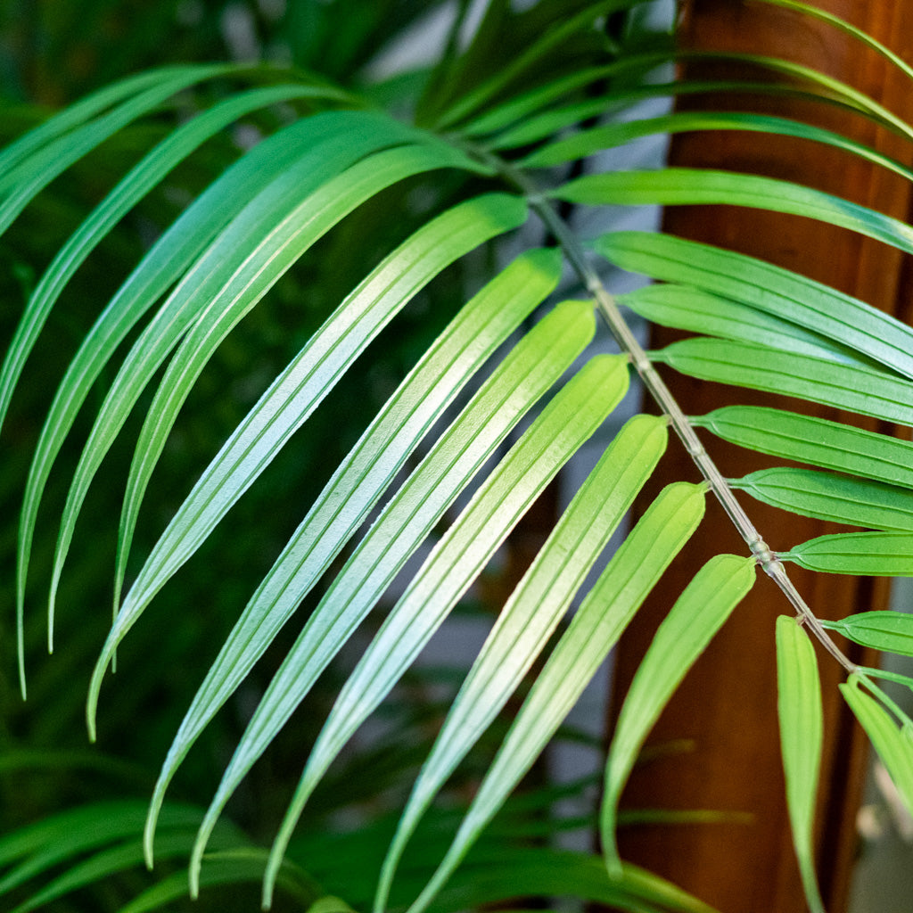 72" Areca Palm Tree Tall in Pot