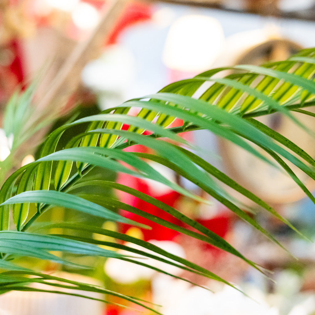 48" Areca Palm Tree Short in Pot