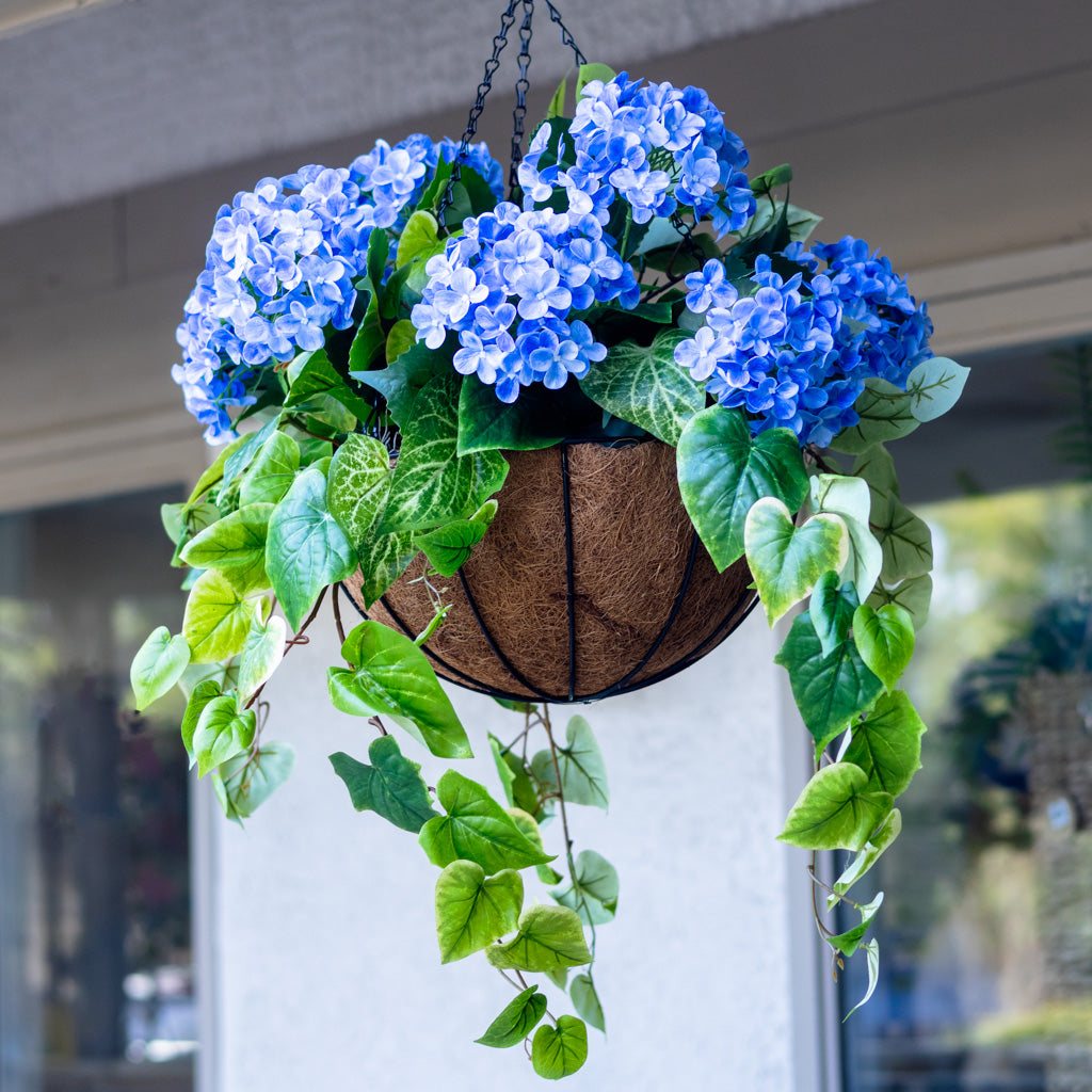 Blue Hydrangea Hanging Basket