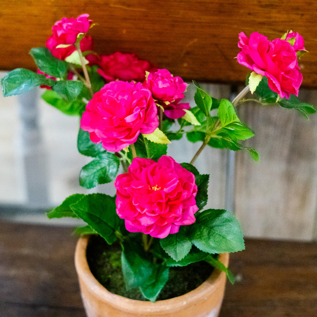 UV Fuchsia Rose in Clay Pot Natural Touch