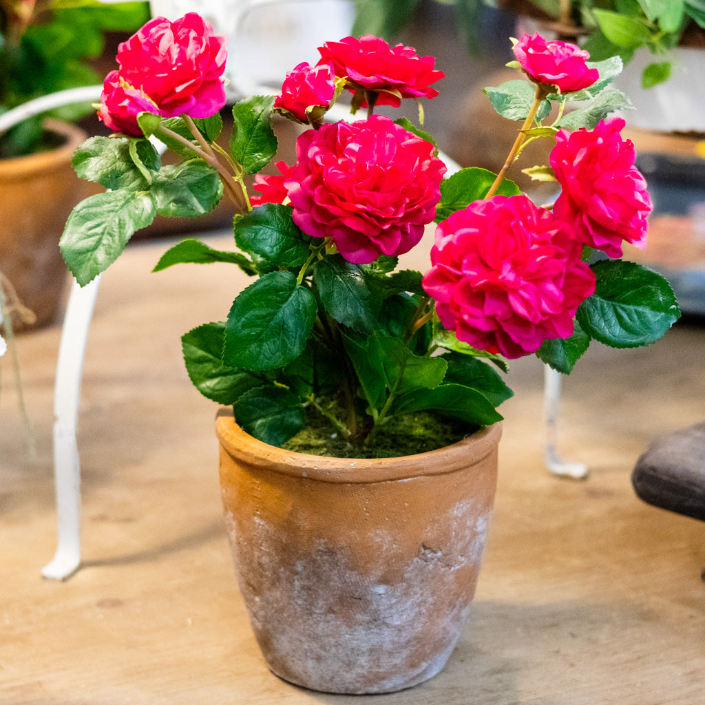 UV Fuchsia Rose in Clay Pot Natural Touch