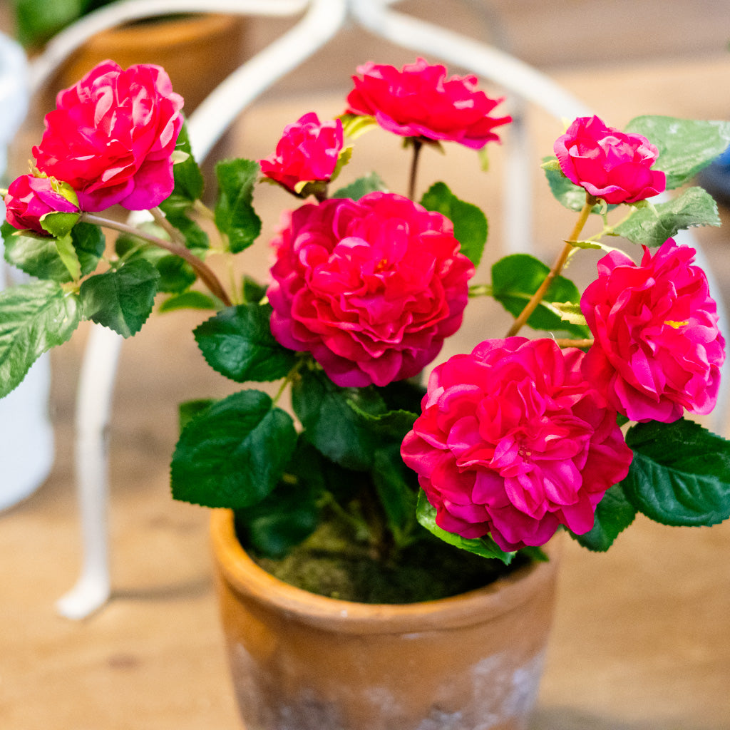 UV Fuchsia Rose in Clay Pot Natural Touch