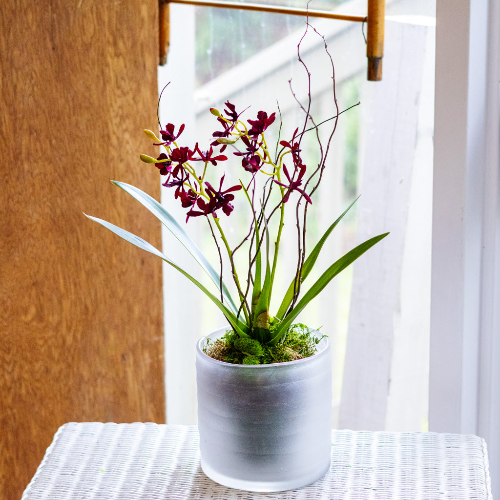 Burgundy Orchid Drop In