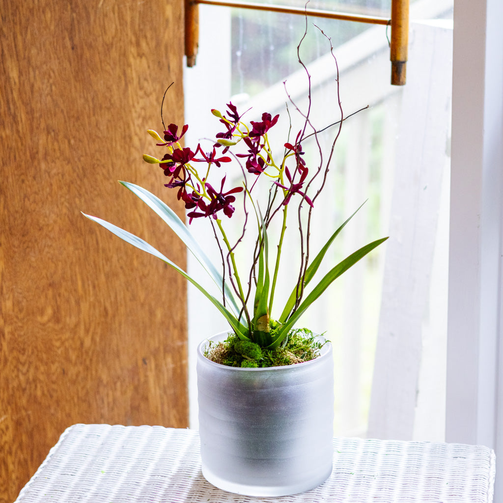Burgundy Orchid Drop In