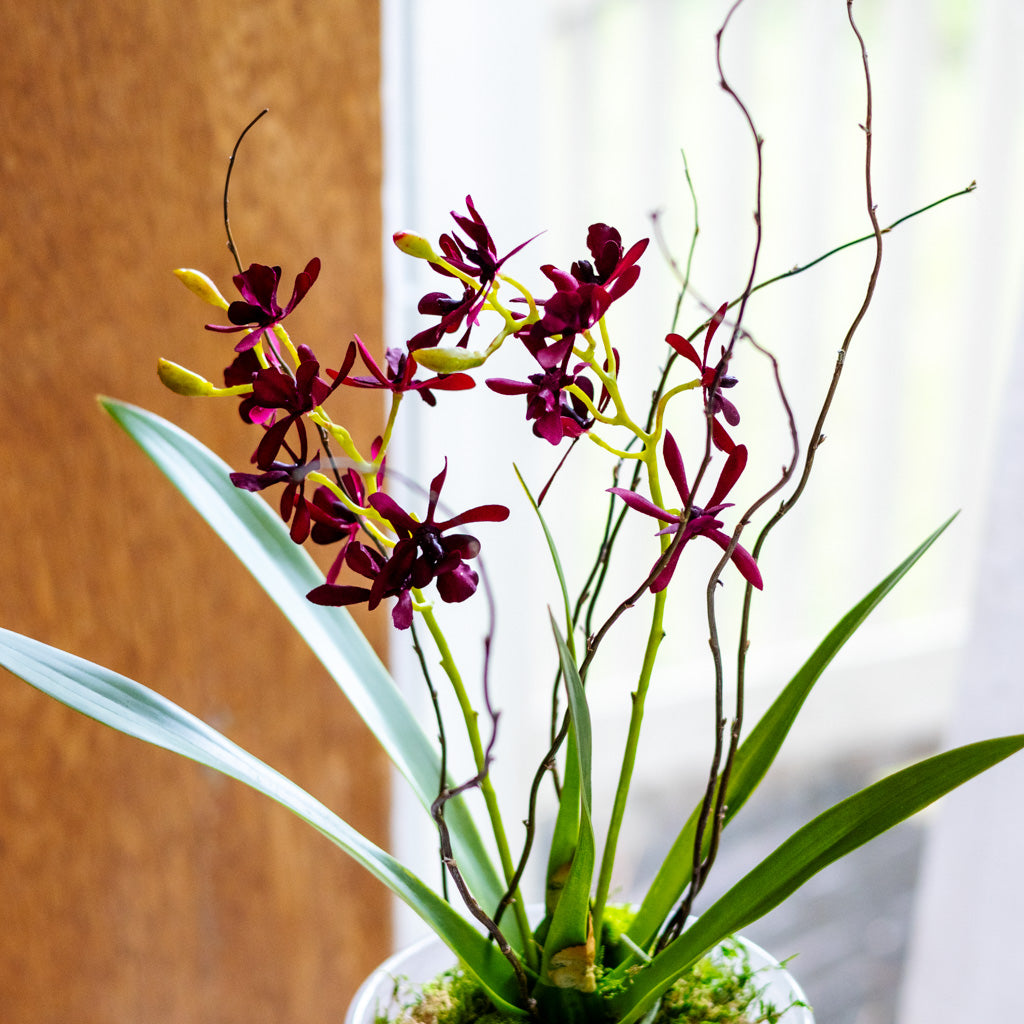 Burgundy Orchid Drop In