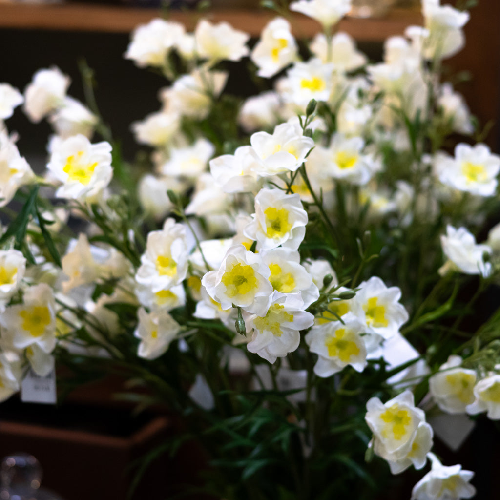 Cream Wild Delphinium Spray